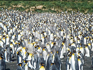 King Penguins on the South Georgia Islands, Antarctica