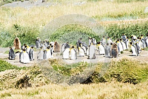 Colony of king penguins at Tierra el Fuego in Chile