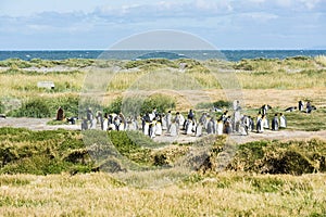 Colony of king penguins at Tierra el Fuego in Chile