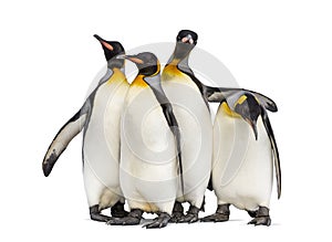 Colony of king penguins together