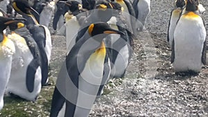 Colony of King Penguins at Volunteer Point