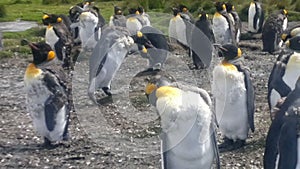 Colony of King Penguins at Volunteer Point