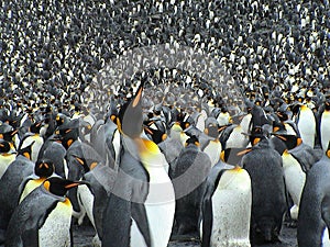 Colony of kings penguins photo