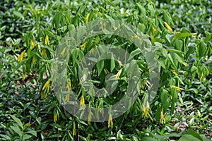 Colony of Large Flowered Bellwort, Uvularia grandflora