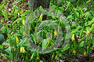 Colony of Large Flowered Bellwort â€“ Uvularia grandflora