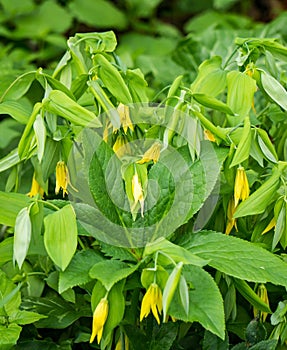 Colony of Large-flowering Bellworts - Uvularia grandflora
