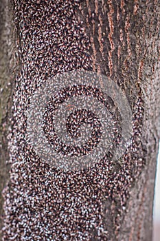 A colony of lime seed bug