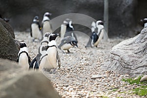 Colony of Magellan Penguins