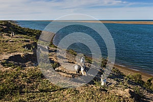 Colony of Magellanic penguin in the Valdes Peninsula in Argentin photo