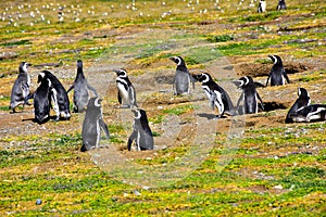 Colony of Magellanic Penguins on Magdalena Island