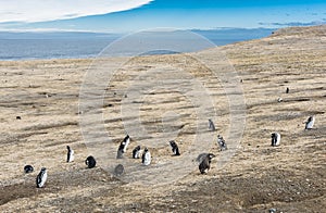 Colony of  Magellanic penguins on Magdalena island in Chile