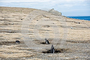 Colony of  Magellanic penguins on Magdalena island in Chile