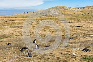 Colony of Magellanic penguins on Magdalena island in Chile