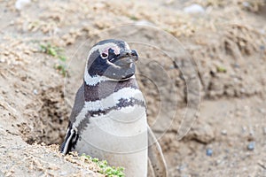 Colony of magellanic penguins on Magdalena island, Strait of Magellan, Chile