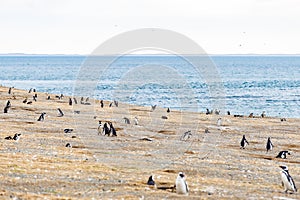 Colony of magellanic penguins on Magdalena island, Strait of Magellan, Chile