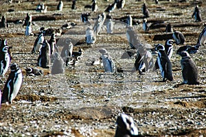 Colony of magellanic penguins on Magdalena island, Strait of Magellan, Chile photo