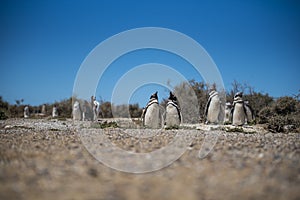 Colony of Magellanic Penguins Spheniscus magellanicus on Isla Magdalena in the Strait of Magellan, Chile photo