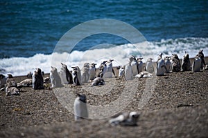 Colony of Magellanic Penguins Spheniscus magellanicus on Isla Magdalena in the Strait of Magellan, Chile photo