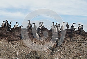 Colony of Magellanic or rock cormorants, Beagle Channel, Patagonia