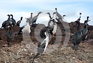 Colony of Magellanic or rock cormorants, Beagle Channel, Patagonia