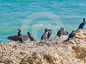 Colony of many cormorants on a cliff in the Atlantic ocean