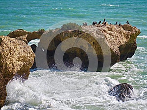 Colony of many cormorants on a cliff in the Atlantic ocean