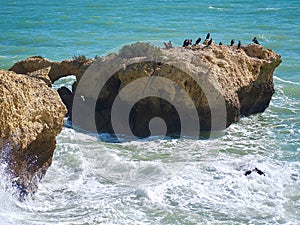 Colony of many cormorants on a cliff in the Atlantic ocean