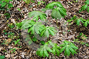 Colony of Mayapple Plants