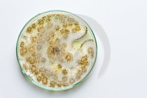 Colony of a mold (Aspergillus niger) photo