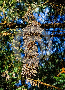 Colonia de mariposas sobre pino en reservar de. 