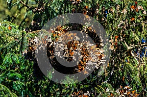 Colony of Monarch butterflies Danaus plexippus on pine branches in a park El Rosario, Reserve of the Biosfera Monarca. Angangueo