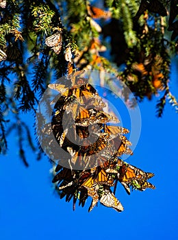 Colony of Monarch butterflies Danaus plexippus on pine branches in a park El Rosario, Reserve of the Biosfera Monarca. Angangueo photo