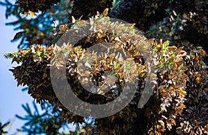 Colonia de mariposas sobre pino en reservar de. 