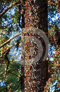Colony of Monarch butterflies Danaus plexippus on a pine trunk in a park El Rosario, Reserve of the Biosfera Monarca. Angangueo