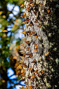 Colonia de mariposas sobre pino maleta en reservar de. 