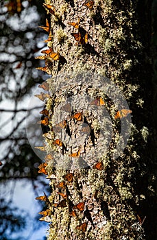 Colonia de mariposas sobre pino maleta en reservar de. 