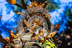 Colony of Monarch butterflies Danaus plexippus on a pine trunk in a park El Rosario, Reserve of the Biosfera Monarca. Angangueo