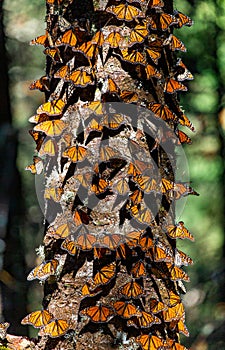 Colonia de mariposas sobre pino maleta en reservar de. 