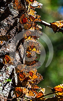 Colony of Monarch butterflies Danaus plexippus on a pine trunk in a park El Rosario, Reserve of the Biosfera Monarca. Angangueo photo