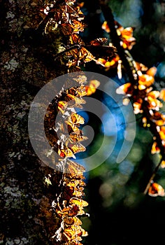 Colony of Monarch butterflies Danaus plexippus on a pine trunk in a park El Rosario, Reserve of the Biosfera Monarca. Angangueo photo