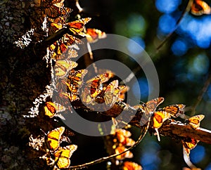 Colony of Monarch butterflies Danaus plexippus on a pine trunk in a park El Rosario, Reserve of the Biosfera Monarca. Angangueo photo