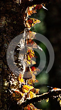 Colony of Monarch butterflies Danaus plexippus on a pine trunk in a park El Rosario, Reserve of the Biosfera Monarca. Angangueo photo