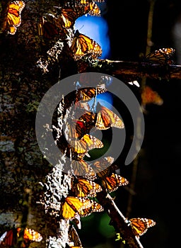 Colony of Monarch butterflies Danaus plexippus on a pine trunk in a park El Rosario, Reserve of the Biosfera Monarca. Angangueo photo