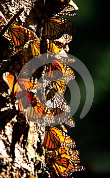 Colony of Monarch butterflies Danaus plexippus on a pine trunk in a park El Rosario, Reserve of the Biosfera Monarca. Angangueo photo