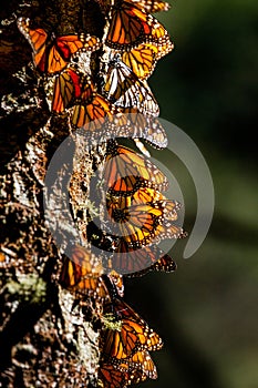 Colony of Monarch butterflies Danaus plexippus on a pine trunk in a park El Rosario, Reserve of the Biosfera Monarca. Angangueo photo