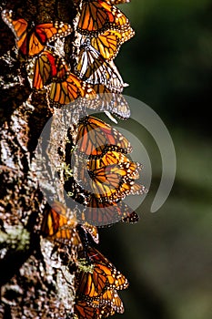 Colony of Monarch butterflies Danaus plexippus on a pine trunk in a park El Rosario, Reserve of the Biosfera Monarca. Angangueo photo