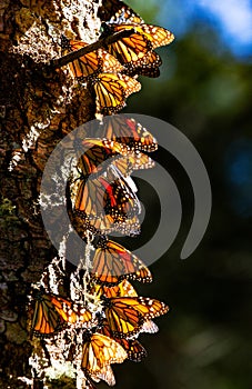 Colony of Monarch butterflies Danaus plexippus on a pine trunk in a park El Rosario, Reserve of the Biosfera Monarca. Angangueo photo