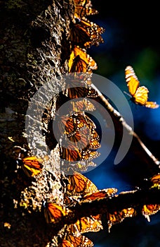 Colony of Monarch butterflies Danaus plexippus on a pine trunk in a park El Rosario, Reserve of the Biosfera Monarca. Angangueo photo