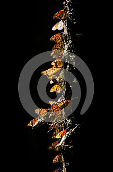 Colony of Monarch butterflies Danaus plexippus on a pine trunk in a park El Rosario, Reserve of the Biosfera Monarca. Angangueo