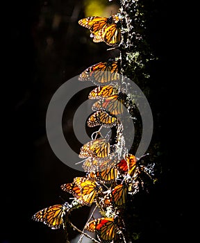 Colony of Monarch butterflies Danaus plexippus on a pine trunk in a park El Rosario, Reserve of the Biosfera Monarca. Angangueo